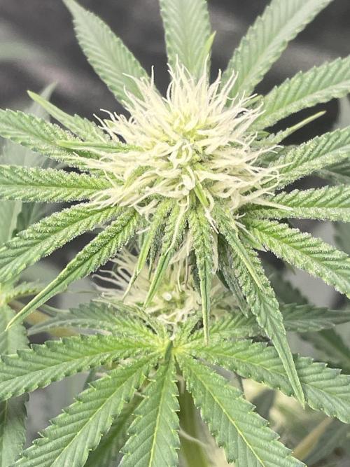 First grow. Week 7