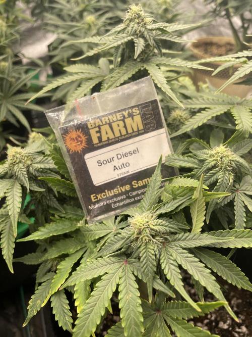 First grow. Week 7