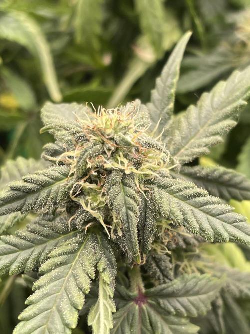 First grow. Week 7
