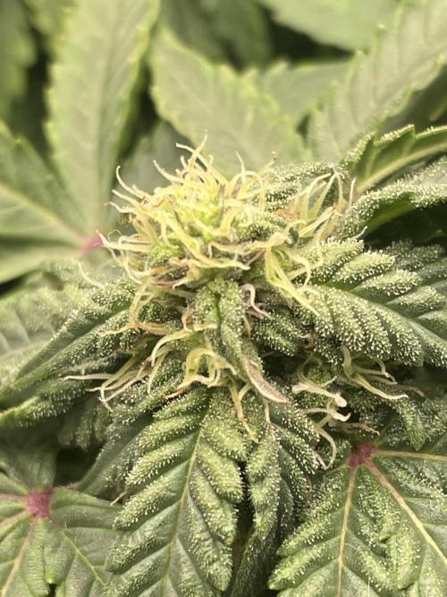 First grow. Week 7