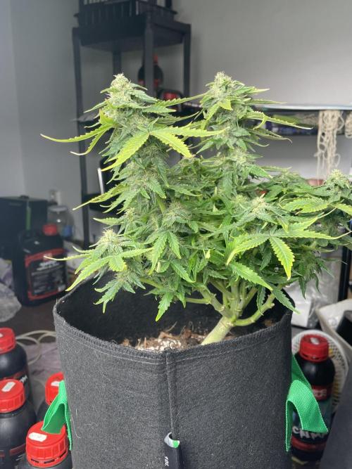 First grow. Week 8 - Sour diesel 