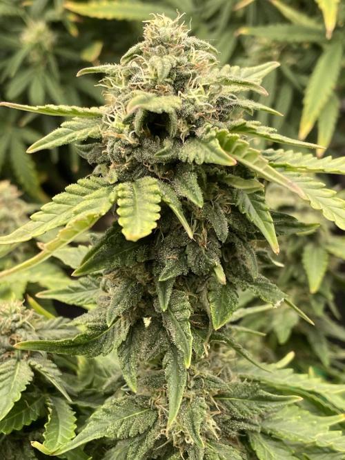 First grow. Week 8 - Sour diesel 