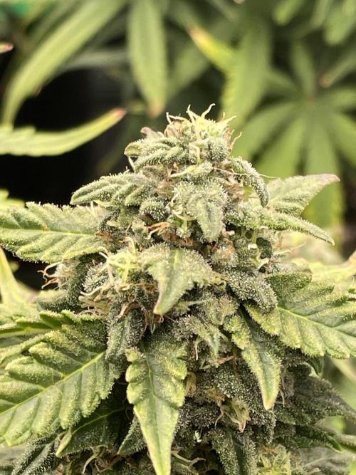 First grow. Week 8 - Sour diesel 