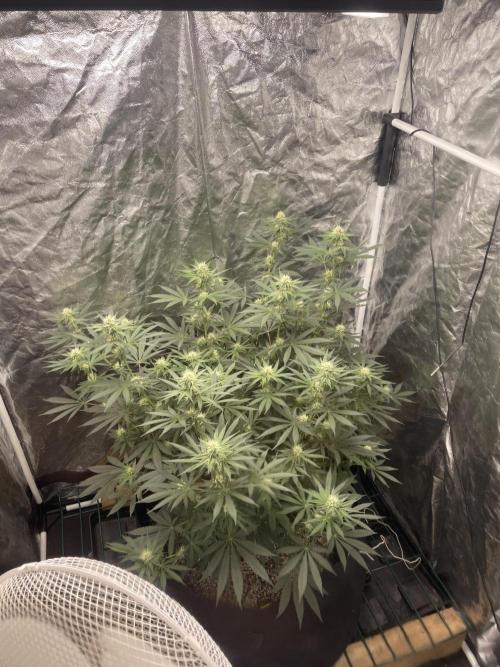 First grow. Week 8 - Z.D.F