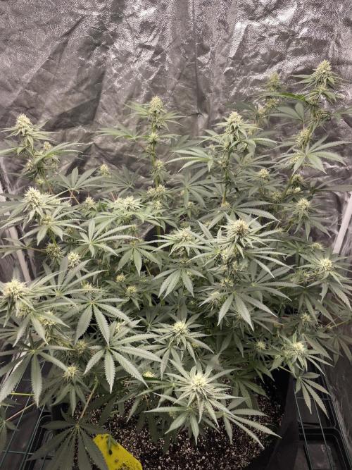 First grow. Week 8 - Z.D.F
