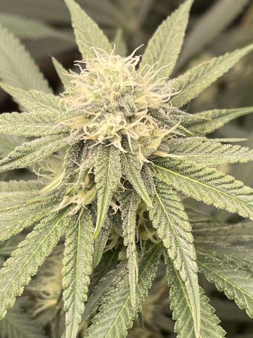 First grow. Week 8 - Z.D.F