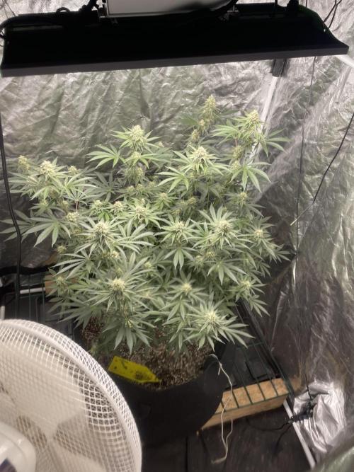 First grow. Week 9 - Z.D.F
