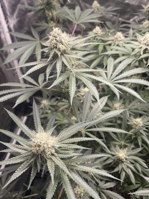 First grow. Week 9 - Z.D.F