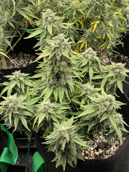 First grow. Week 9 - Sour diesel 
