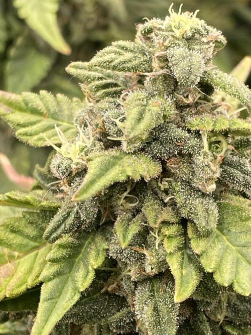 First grow. Week 9 - Sour diesel 