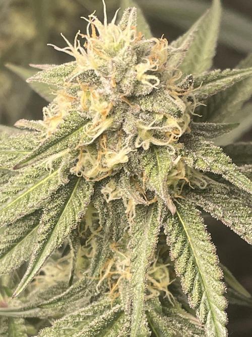 First grow. Week 9 - Z.D.F