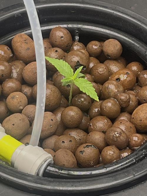 1st Grow Privileged Baddie by Anesia DWC. Week 0