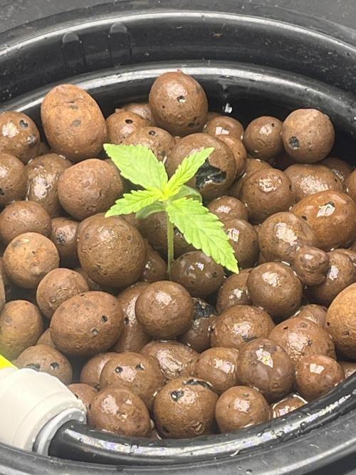 1st Grow Privileged Baddie by Anesia DWC. Week 0