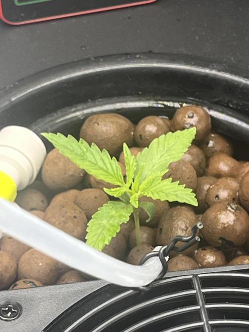 1st Grow Privileged Baddie by Anesia DWC. Week 0