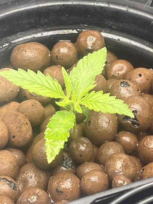 1st Grow Privileged Baddie by Anesia DWC. Week 1