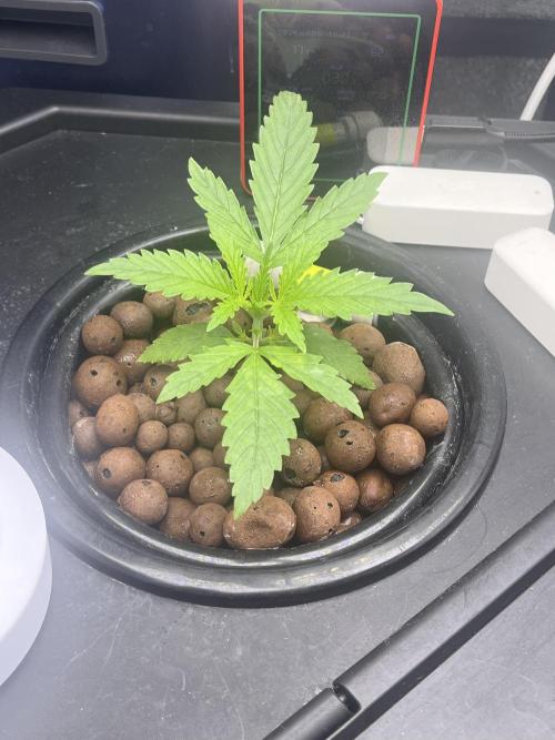1st Grow Privileged Baddie by Anesia DWC. Week 1