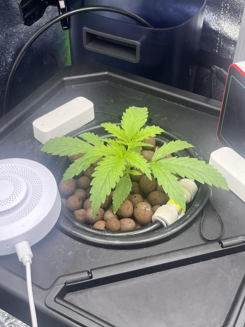 1st Grow Privileged Baddie by Anesia DWC. Week 1