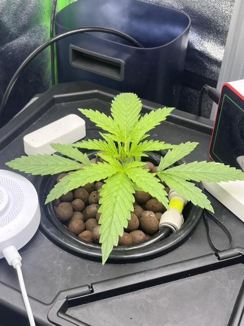 1st Grow Privileged Baddie by Anesia DWC. Week 1