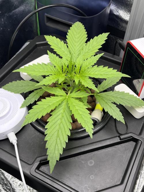 1st Grow Privileged Baddie by Anesia DWC. Week 1