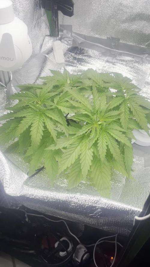 1st Grow Privileged Baddie by Anesia DWC