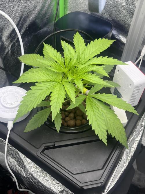 1st Grow Privileged Baddie by Anesia DWC. Week 2