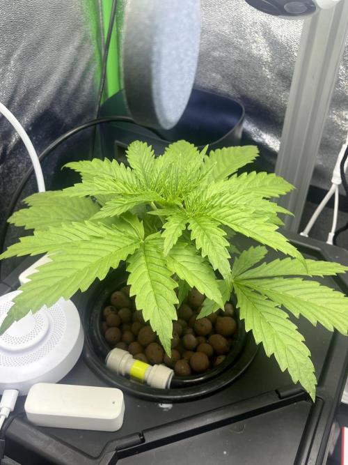 1st Grow Privileged Baddie by Anesia DWC. Week 2