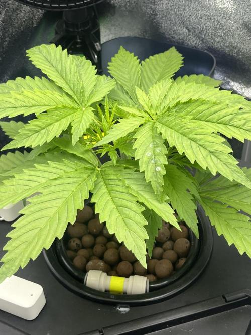 1st Grow Privileged Baddie by Anesia DWC. Week 2