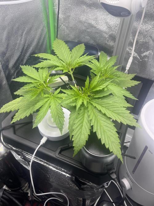 1st Grow Privileged Baddie by Anesia DWC. Week 2 - topped 5th node pair as well as the axillary growth of the 1st and 2nd nodes