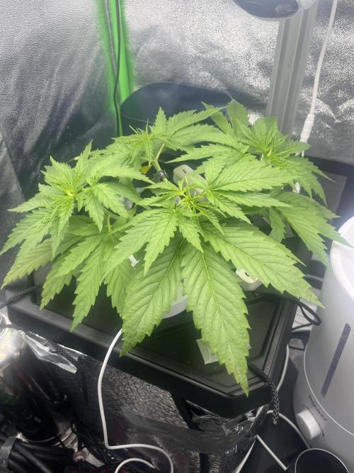 1st Grow Privileged Baddie by Anesia DWC. Week 2