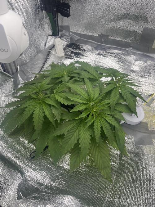 1st Grow Privileged Baddie by Anesia DWC. Week 3