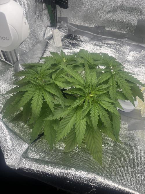 1st Grow Privileged Baddie by Anesia DWC. Week 3