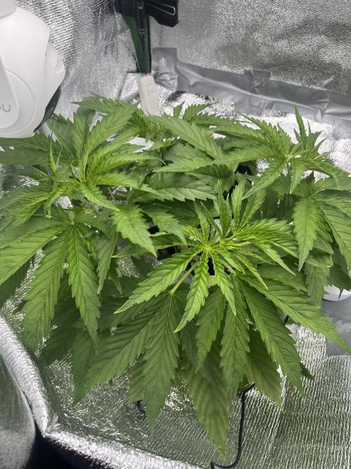 1st Grow Privileged Baddie by Anesia DWC. Week 3