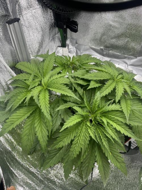 1st Grow Privileged Baddie by Anesia DWC. Week 3
