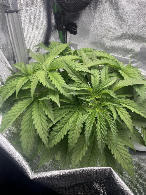 1st Grow Privileged Baddie by Anesia DWC. Week 3