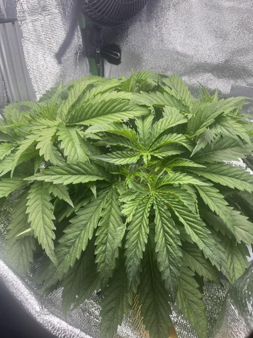1st Grow Privileged Baddie by Anesia DWC. Week 3