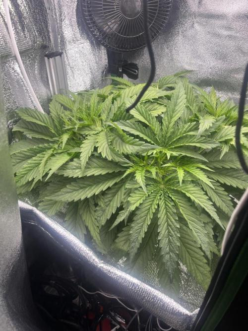 1st Grow Privileged Baddie by Anesia DWC. Week 3