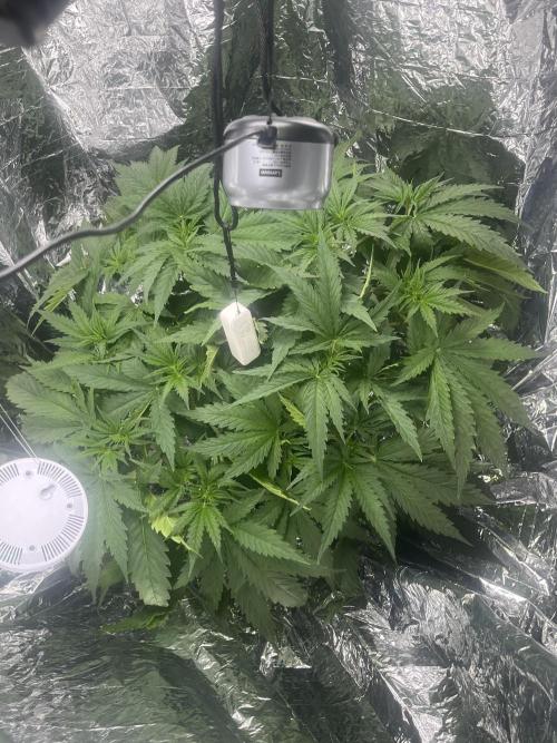 1st Grow Privileged Baddie by Anesia DWC. Week 5