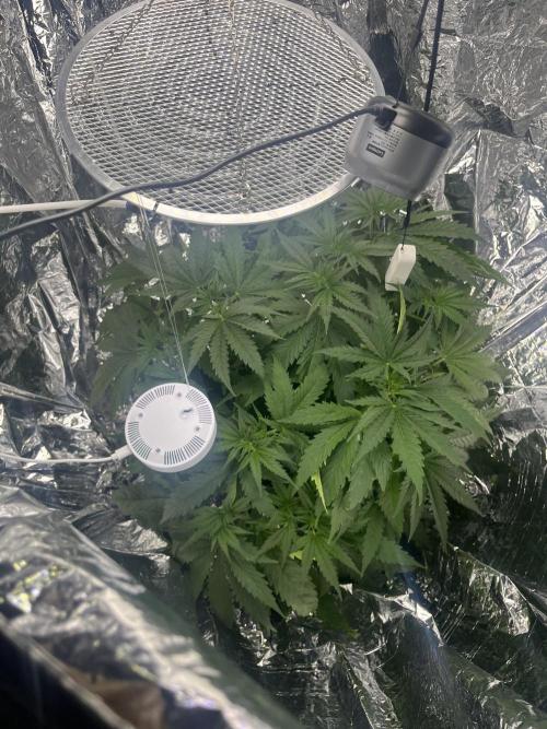1st Grow Privileged Baddie by Anesia DWC. Week 5