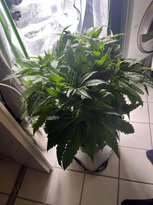1st Grow Privileged Baddie by Anesia DWC. Week 4