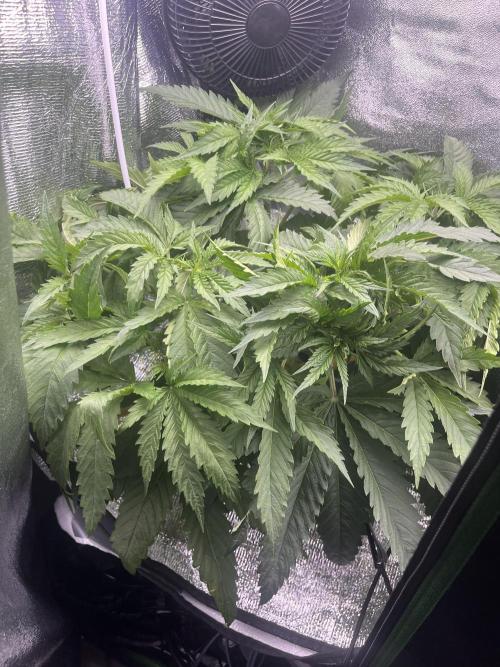 1st Grow Privileged Baddie by Anesia DWC. Week 4