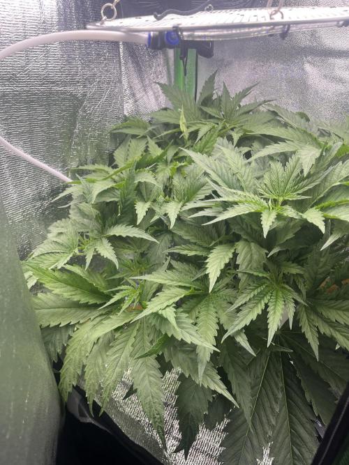 1st Grow Privileged Baddie by Anesia DWC. Week 4