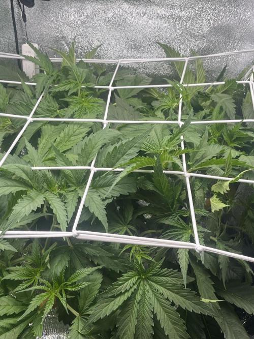 1st Grow Privileged Baddie by Anesia DWC. Week 4
