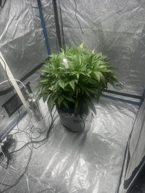 1st Grow Privileged Baddie by Anesia DWC. Week 4