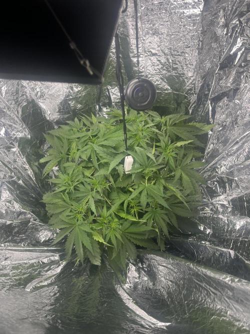 1st Grow Privileged Baddie by Anesia DWC. Week 4