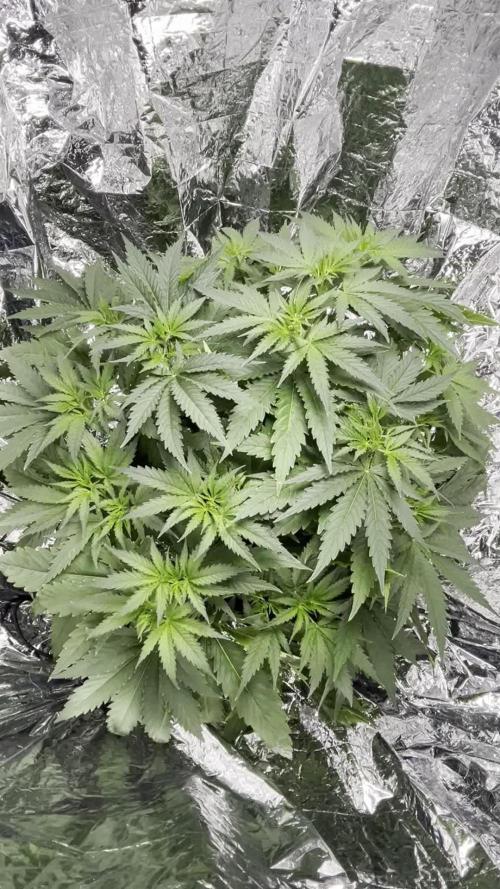 1st Grow Privileged Baddie by Anesia DWC