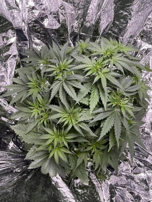 1st Grow Privileged Baddie by Anesia DWC. Week 5