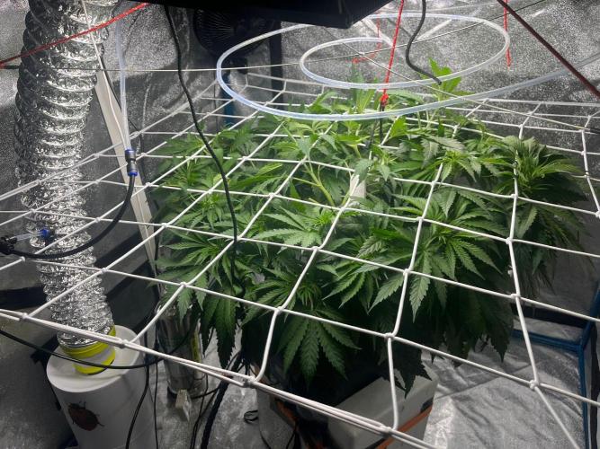 1st Grow Privileged Baddie by Anesia DWC. Week 6