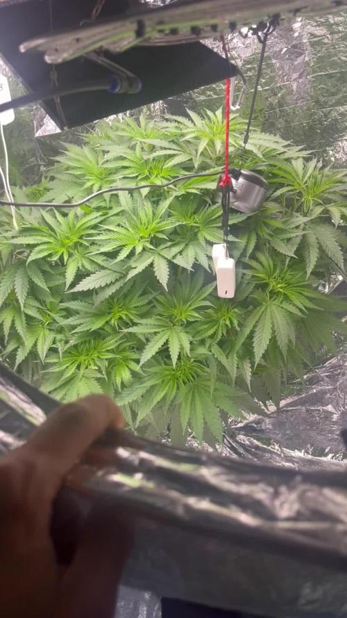 1st Grow Privileged Baddie by Anesia DWC