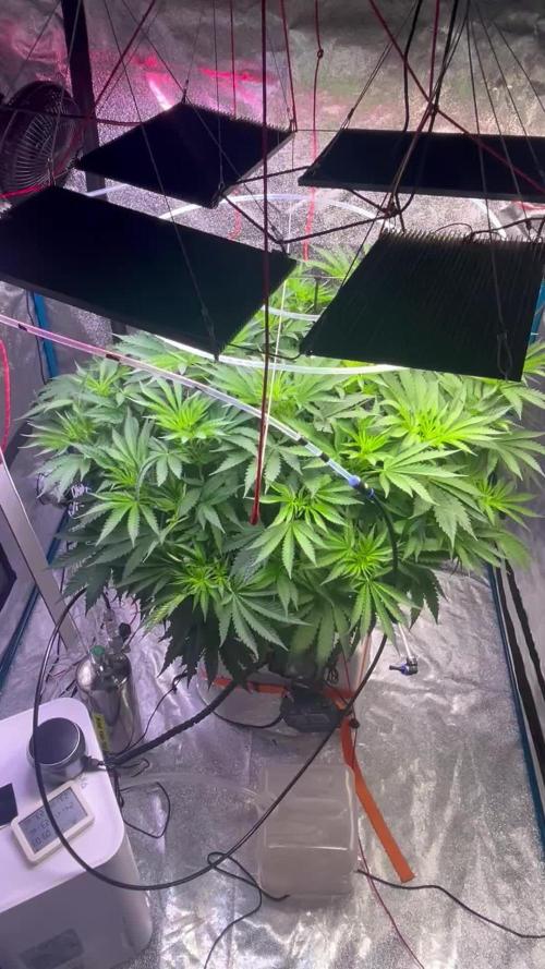 1st Grow Privileged Baddie by Anesia DWC