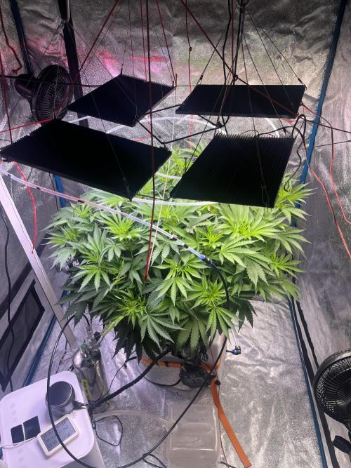 1st Grow Privileged Baddie by Anesia DWC. Week 6